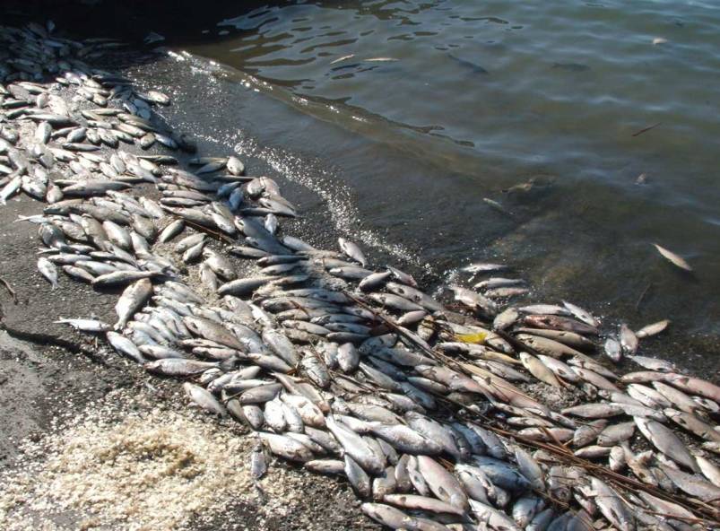 Фото массового мора рыбы на Вилюе оказалось фейком