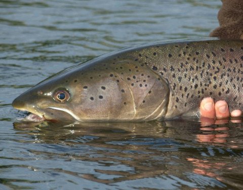 Рыбаки из Якутии поедут на рыбалку в Финляндию