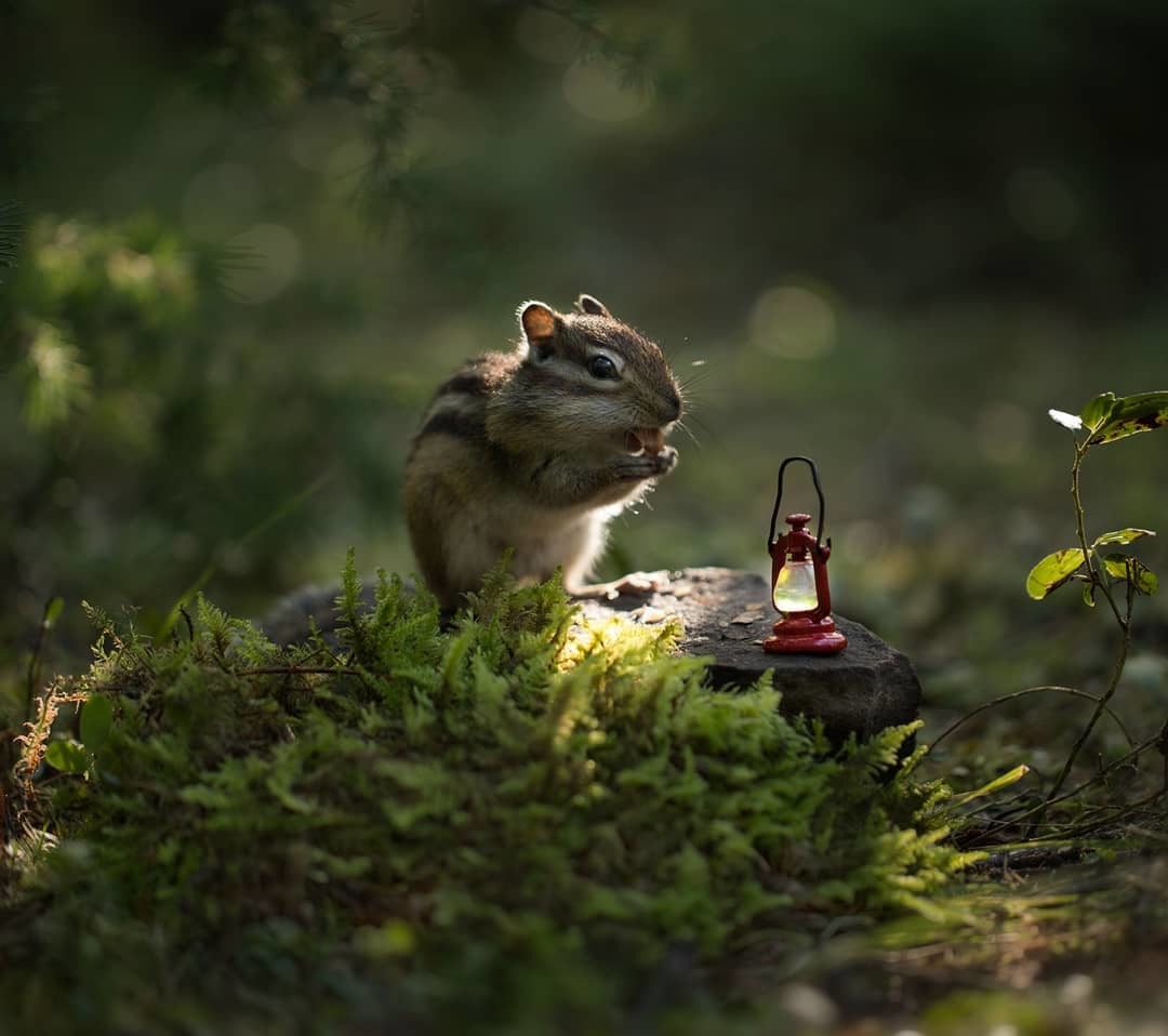 Сказочный лес на снимках якутского фотографа Евгении Левиной
