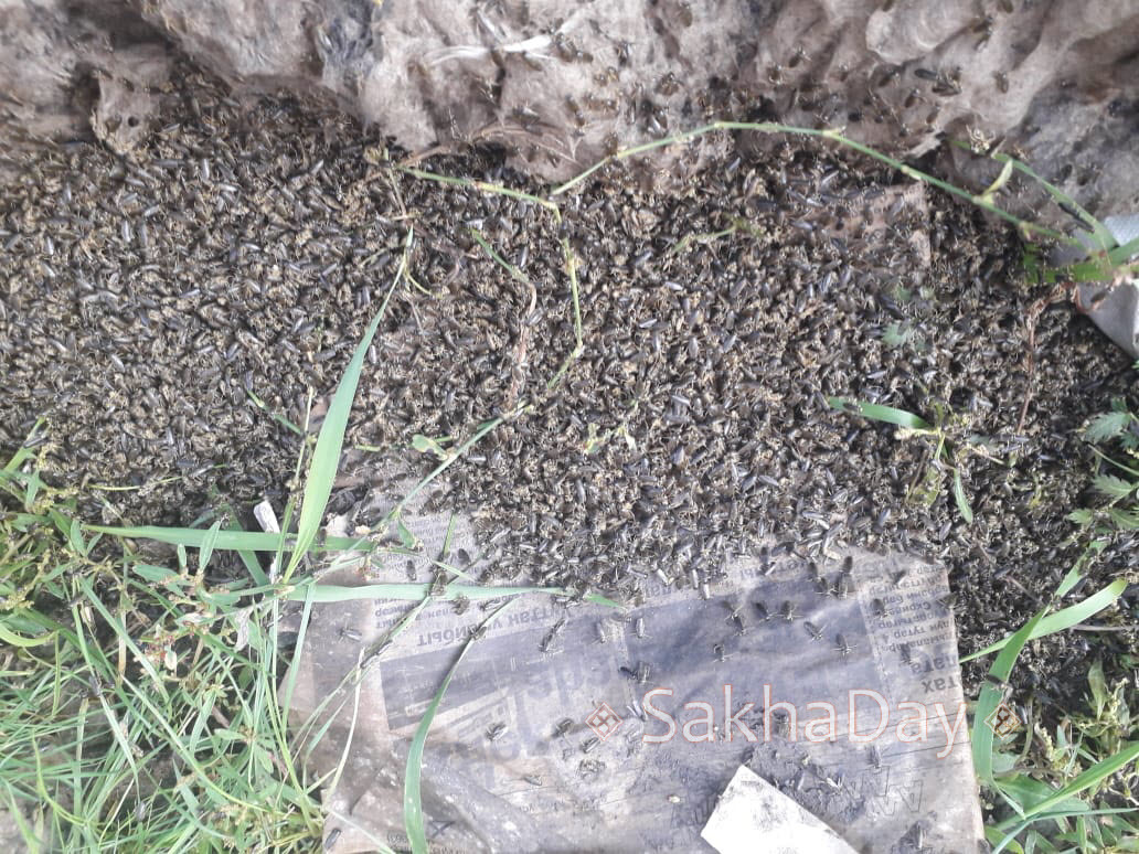 В якутском селе выпал дождь с насекомыми (видео)