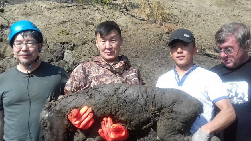 Euronews про якутского жеребенка из вечной мерзлоты (видео)