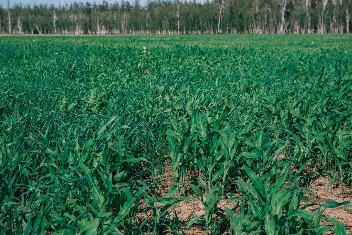 В сельском хозяйстве все взаимосвязано