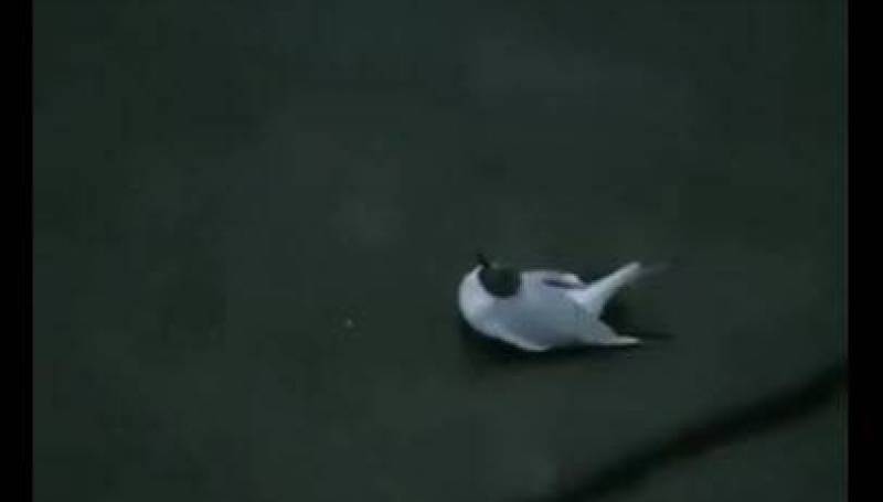 Птичий грипп или отравление: Ветеринары выясняют причину странного поведения птиц на реке Тюкян в Якутии