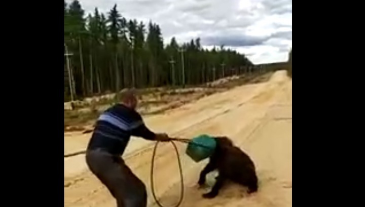 В Якутии ищут медведя с канистрой на голове (видео)