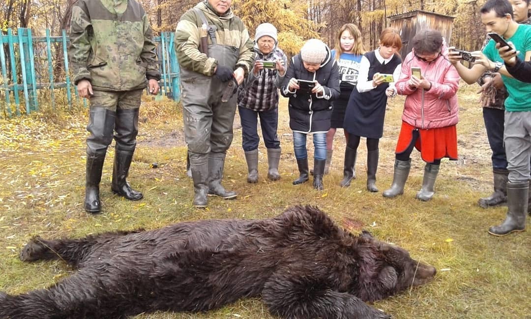 Фотофакт: В Абыйском районе убили медведя, терроризировавшего село