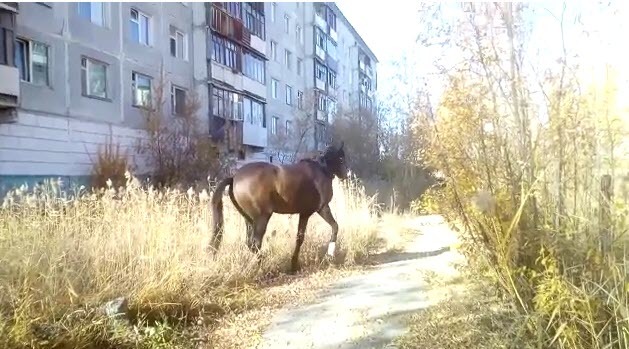 В Якутске обнаружена хромая лошадь (видео)