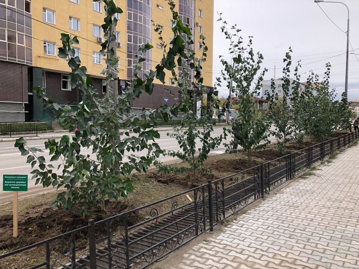 В честь Дня города в Якутске посадили саженцы тополей