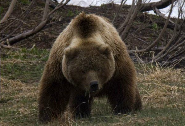 Медведь напал на женщину в якутском селе