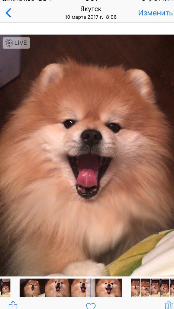 Почти детективная история. Потерявшийся в Якутске шпиц Рич был обнаружен в Олекминске