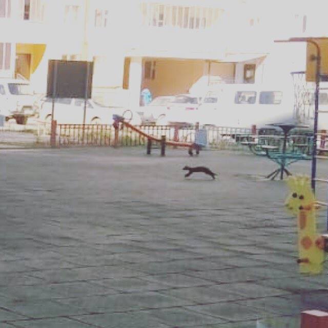 Фотофакт: Хорек на детской площадке в Якутске