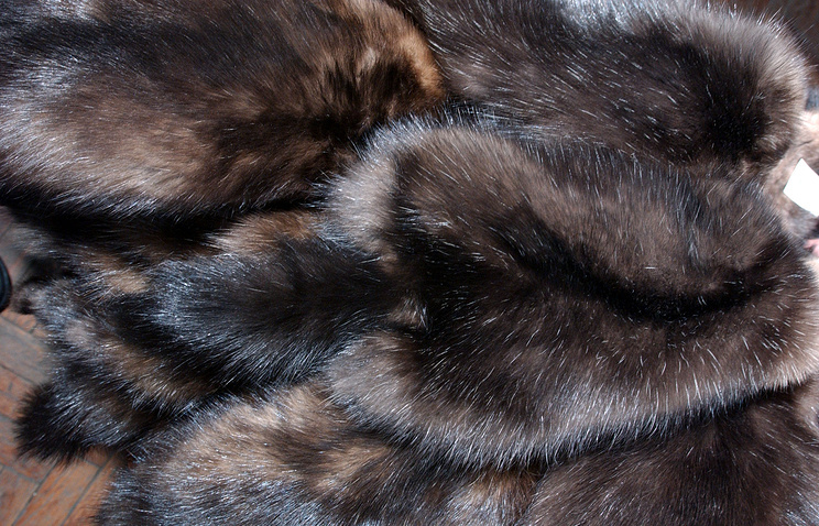 26 тысяч шкурок соболя, 13 тонн бивней мамонта и 17 тонн пушнины вывезено в этом году из Якутии