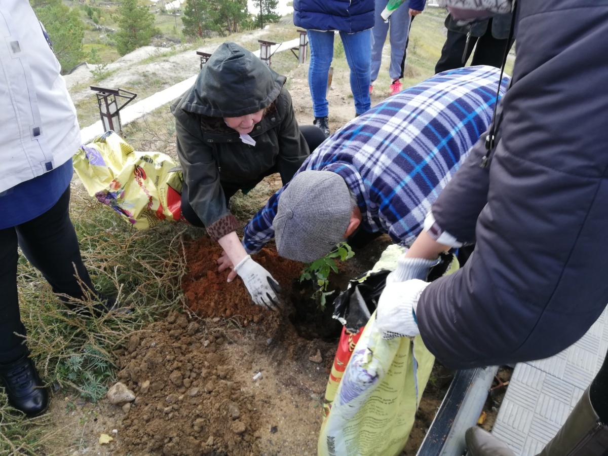 В Кангалассах на «Трибуне счастья» посадили малину