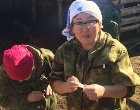 В Якутии коровы отравились проросшим картофелем