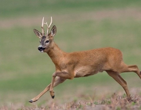 В Якутии сотрудники Пенсионного фонда спасли косулю (видео)