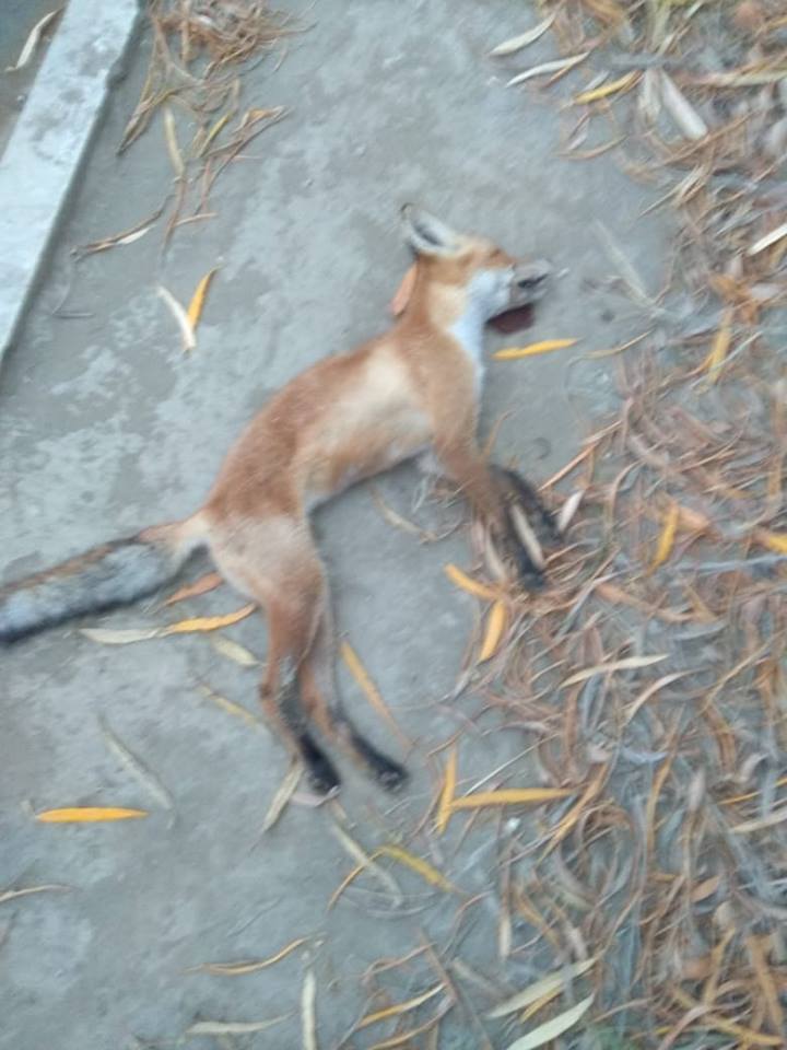 Фотофакт: Мертвая лиса обнаружена в центре Якутска