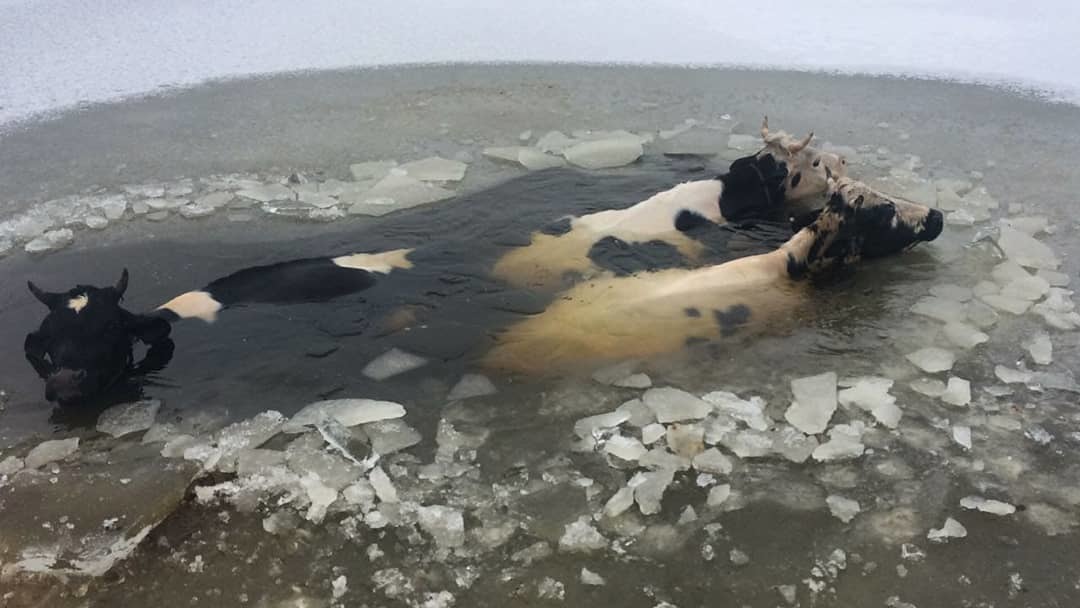 Фотофакт: Коровы провалились под лед