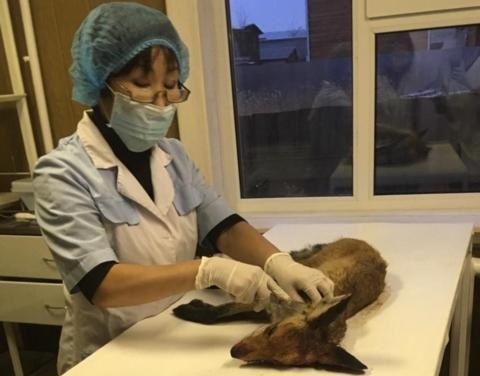 Ветеринарные специалисты выясняют причину гибели лисы, обнаруженной в центре Якутска