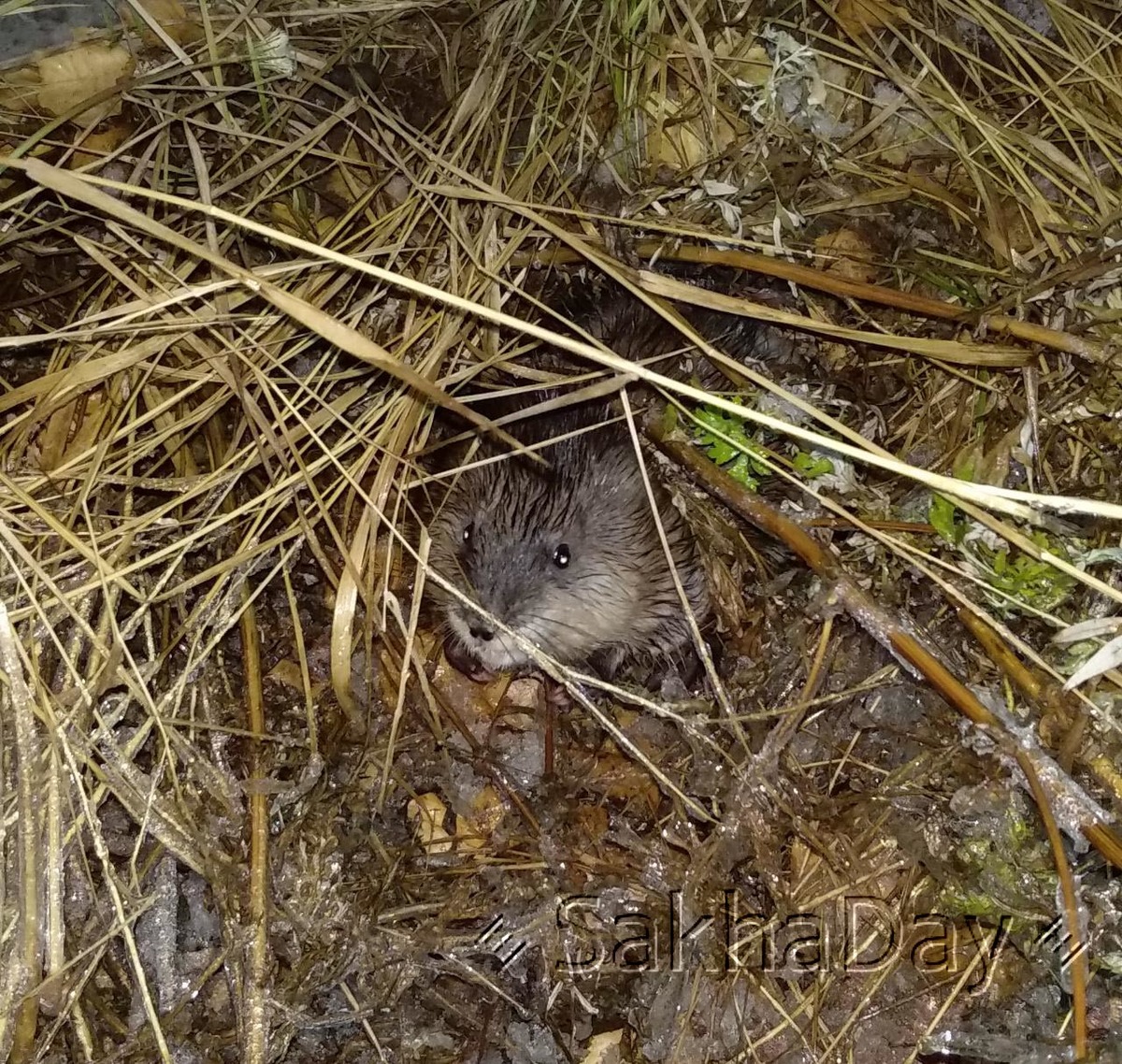 Видеофакт: У здания ФСБ в Якутске была замечена огромная крыса