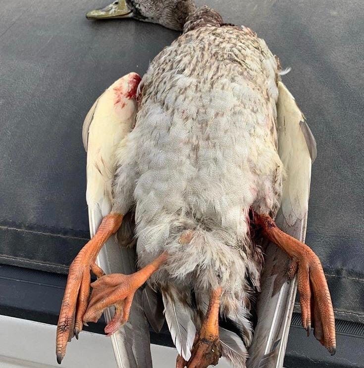 В Якутии охотникам попалась четырехлапая утка