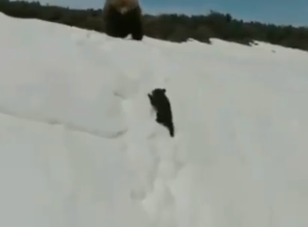 Видео с карабкающимся по склону медвежонком разозлило пользователей сети