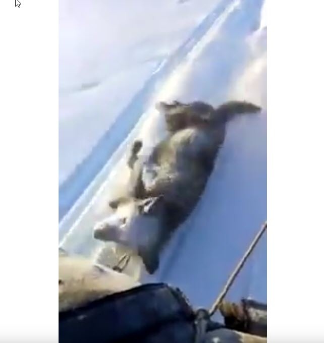 «Это дикость!», - видео из Якутии с собаками, привязанными к снегоходу, шокировало зрителей