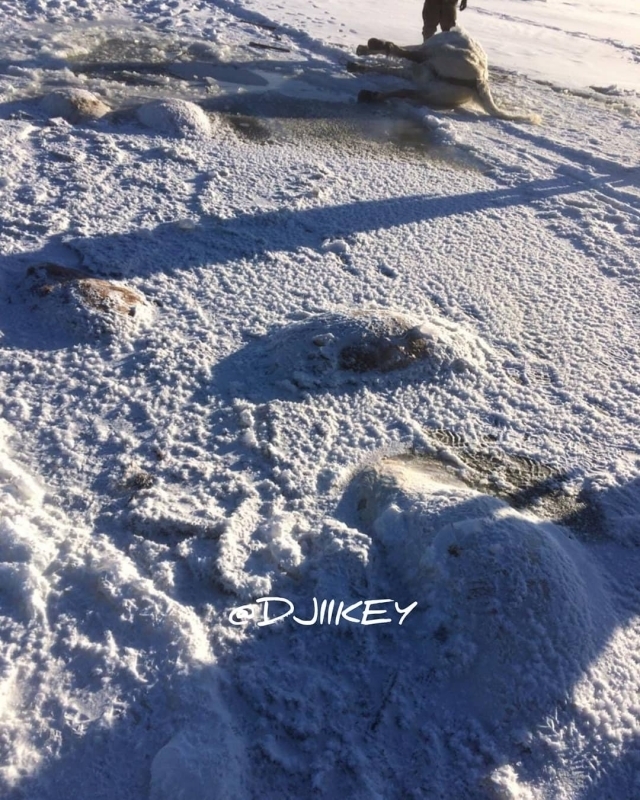 Фотофакт: Семь лошадей провалились под лед в Якутии