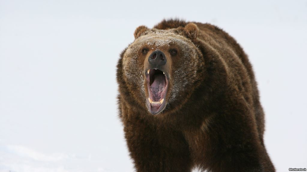 На Камчатке медведь убил подростка