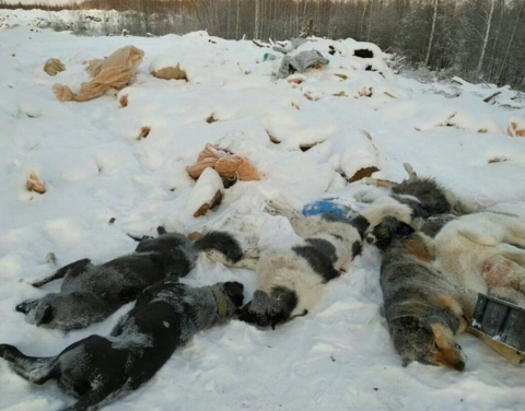 В якутском селе обнаружены трупы собак
