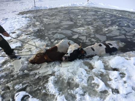 В Чурапче и Сунтарах пожарные вытащили из полыньи коров