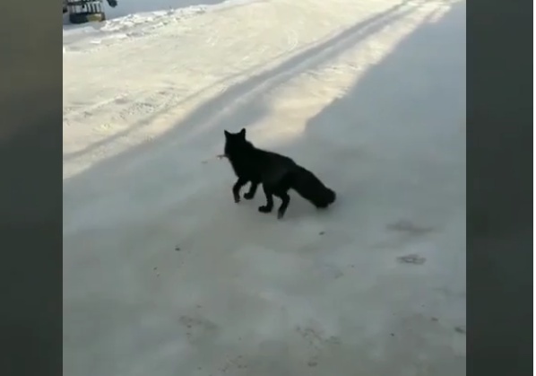 Видеофакт: Чернобурая лиса гуляет по Якутску