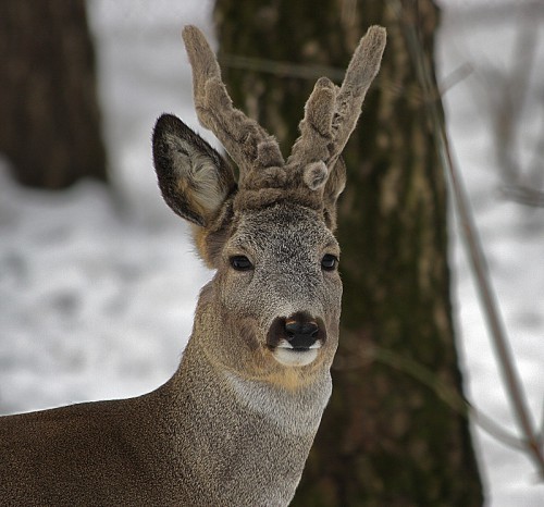 Видеофакт: Якутяне спасли косулю, провалившуюся в реку