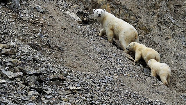 Около 20 белых медведей с детенышами "окружили" село на Чукотке