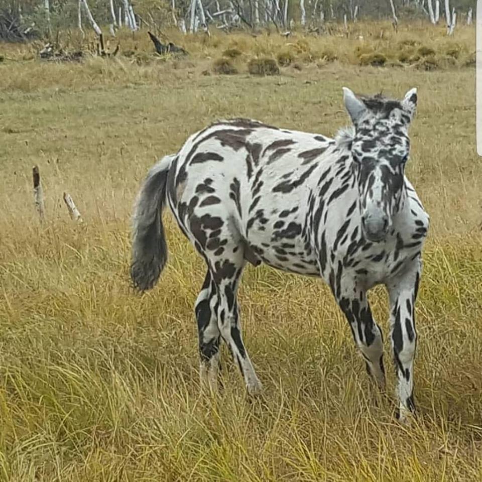 45242472_1954594394630061_953964729531891712_n