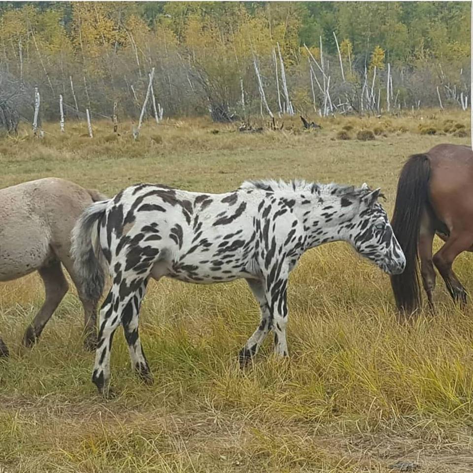 Жеребенка с окрасом зебры из Намцев продадут на аукционе