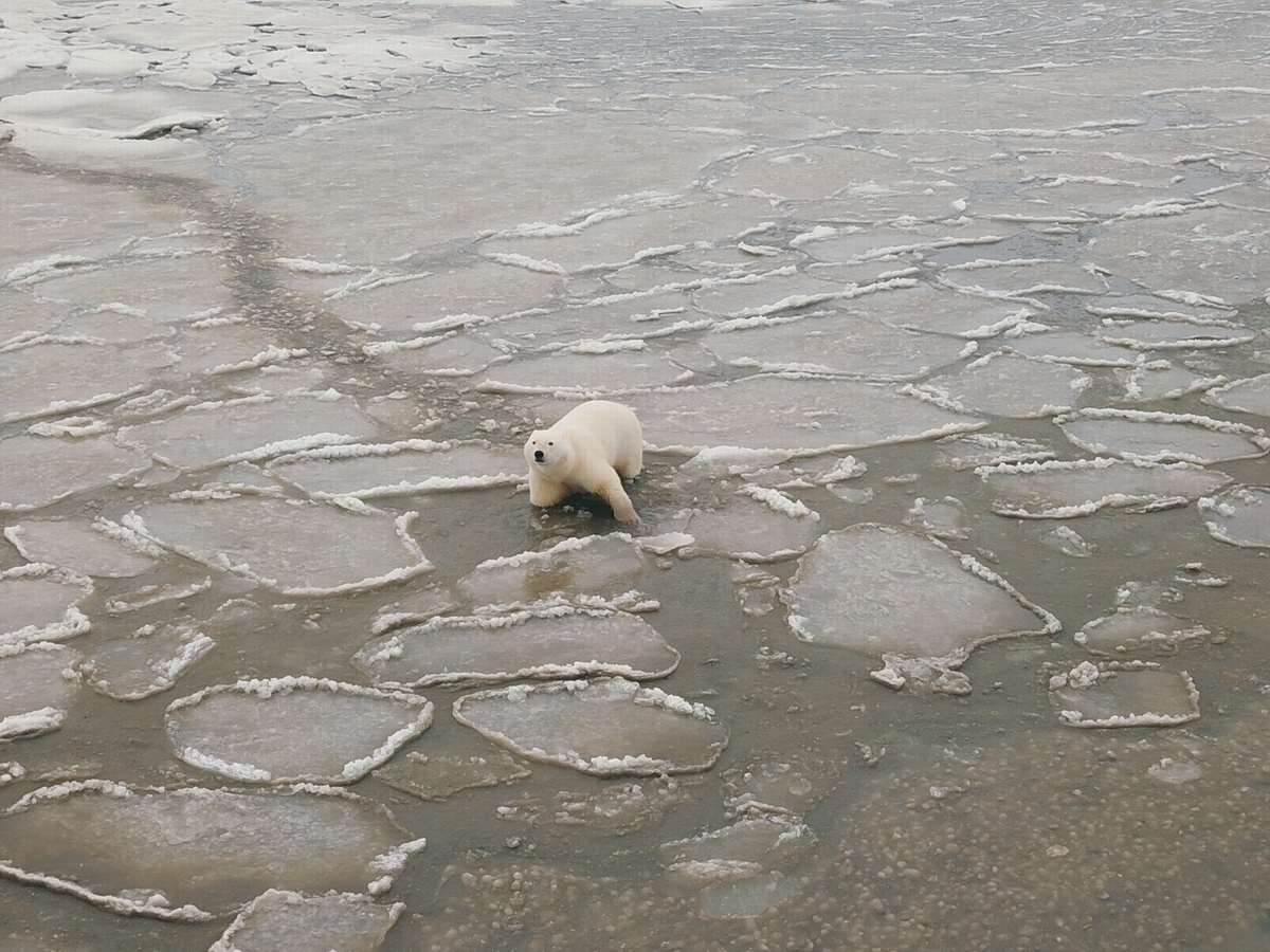 В Нижнеколымском районе проведен осенний мониторинг белого медведя