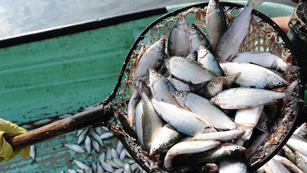 Госдума приняла закон о любительской рыбалке
