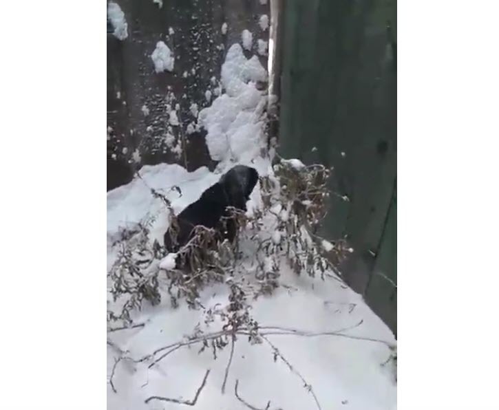 Видеофакт: В Намском улусе жители обнаружили черного кролика