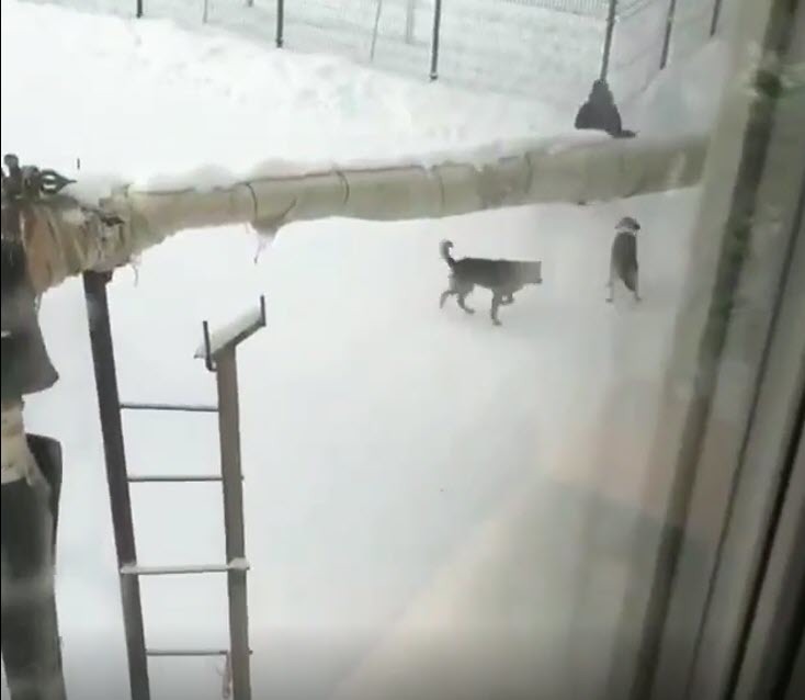 Видеофакт: Бродячие собаки нападают на прохожих в Якутске