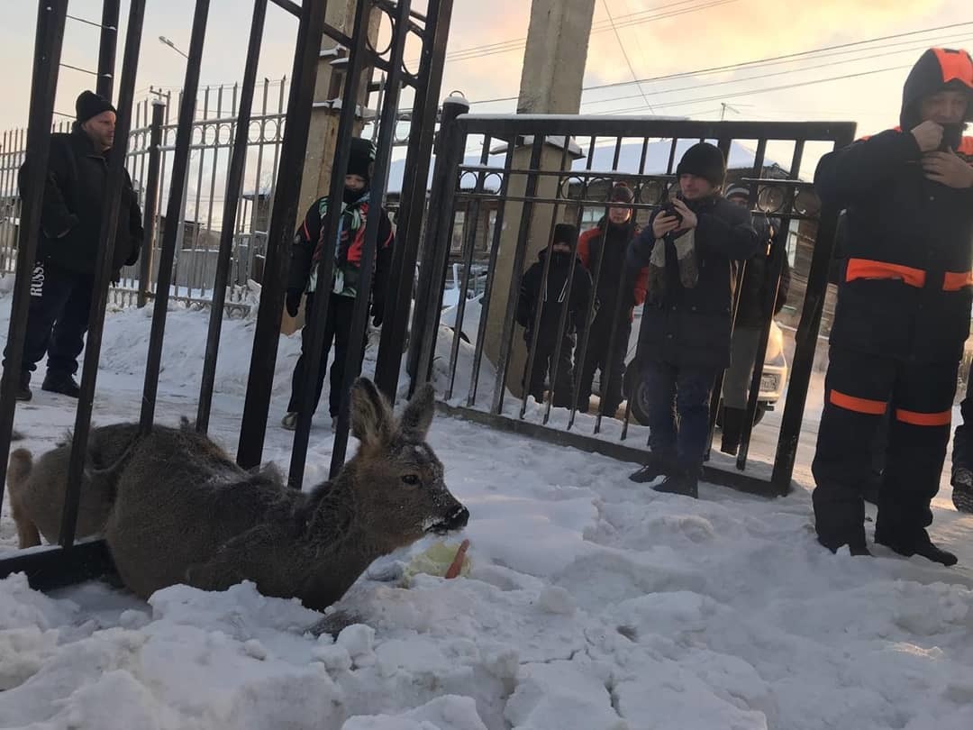 В Якутске спасли косулю, застрявшую в заборе