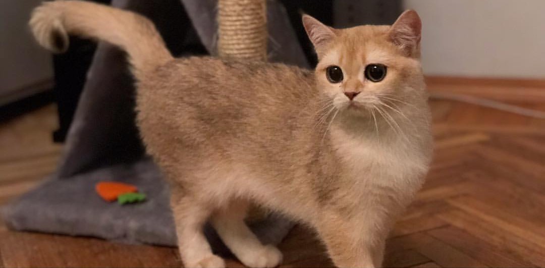 Картоха – любимая кошка героини интервью