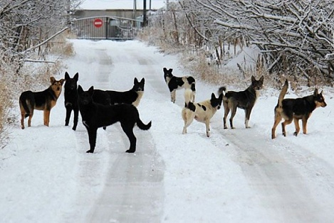 В каких районах Якутска больше всего бродячих собак?