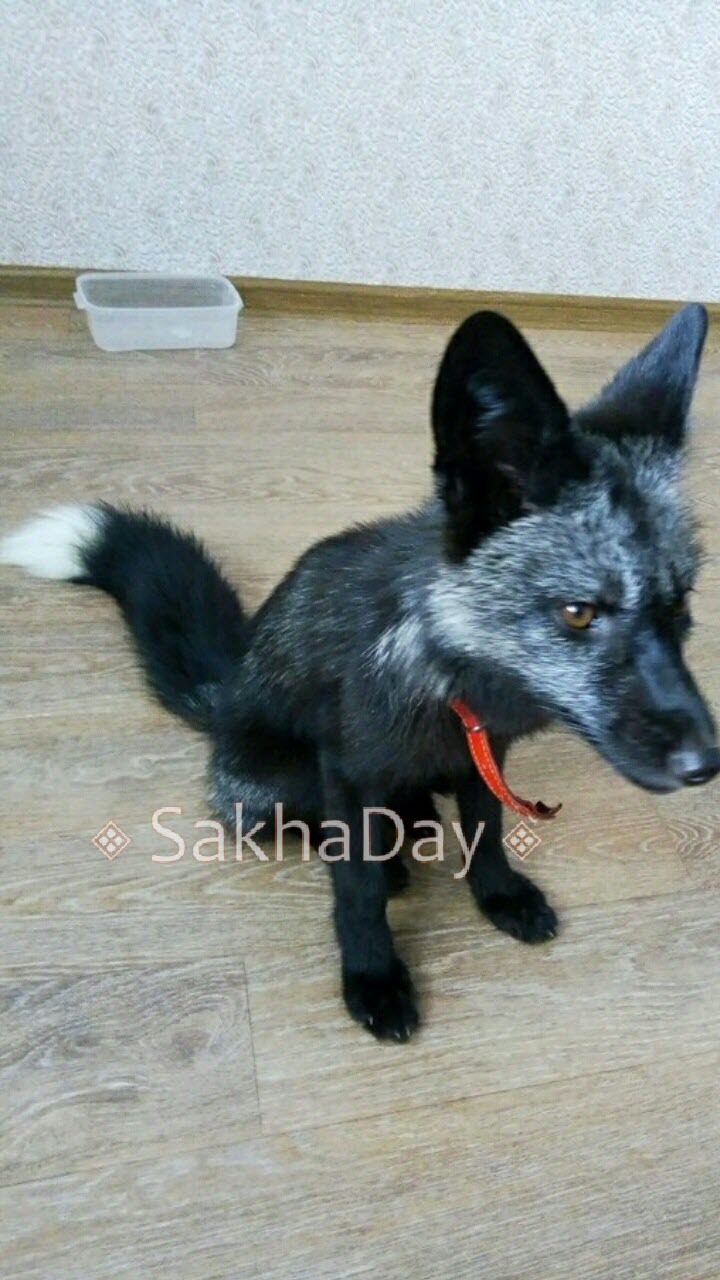 Приключения чернобурой лисички Милы в Якутске продолжаются. Хозяйка просит о помощи