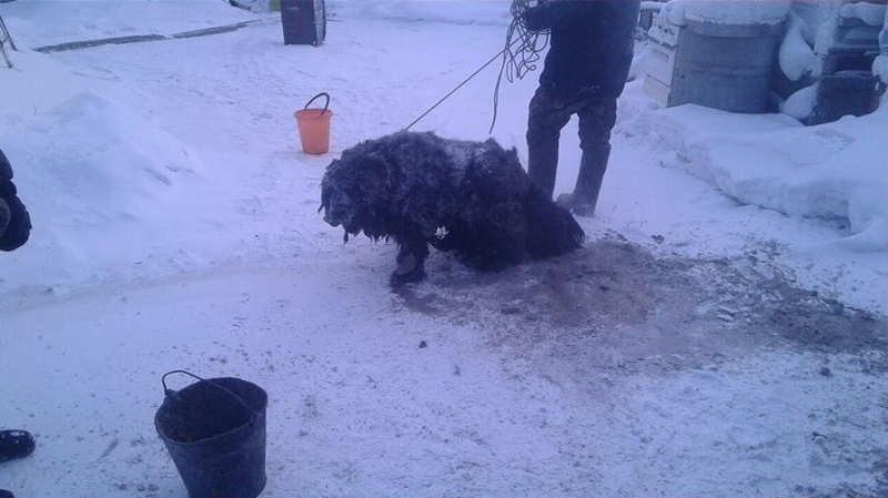 Из-за разлива септиков в Среднеколымске пострадала собака (видео)