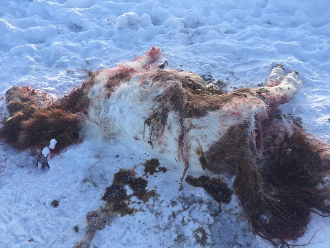 Волки задрали лошадь в окрестностях Якутска?