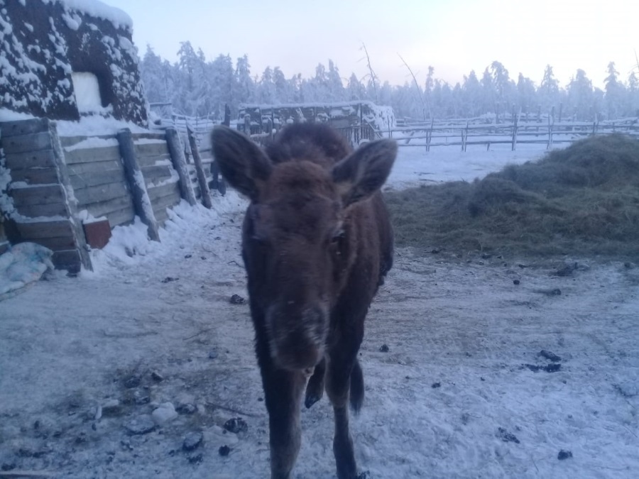 Одомашненный лосенок Бээчэ из Верхоянска переедет в зоопарк "Орто Дойду"