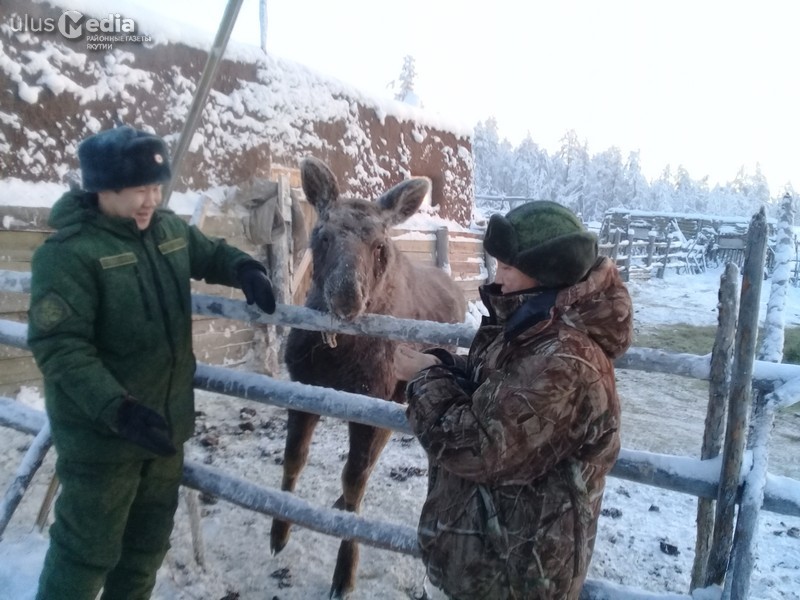 Верхоянского прирученного лосенка Бээчэ предложили использовать для притравки