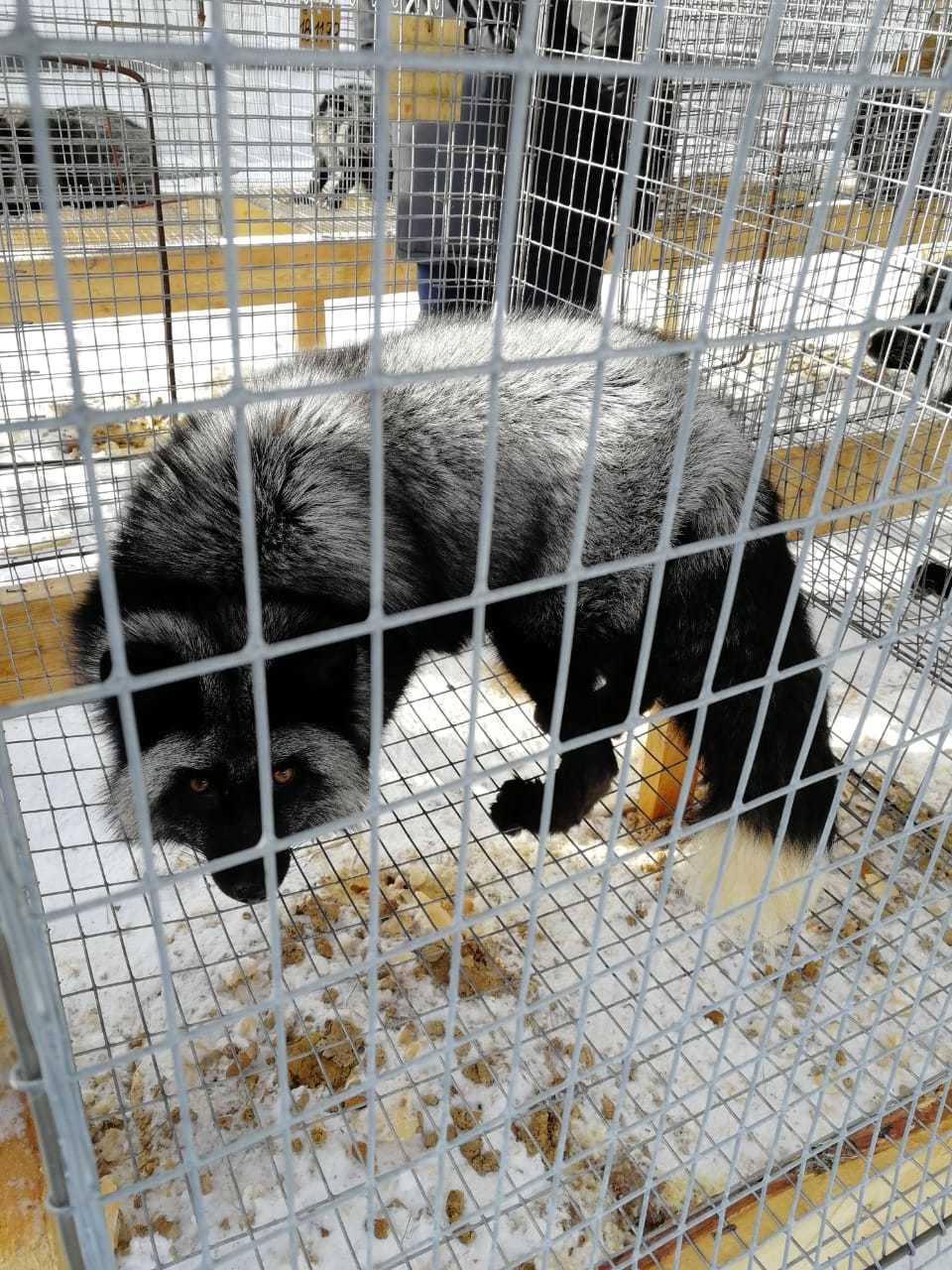 В селе Иенгра Нерюнгринского района открылась звероферма