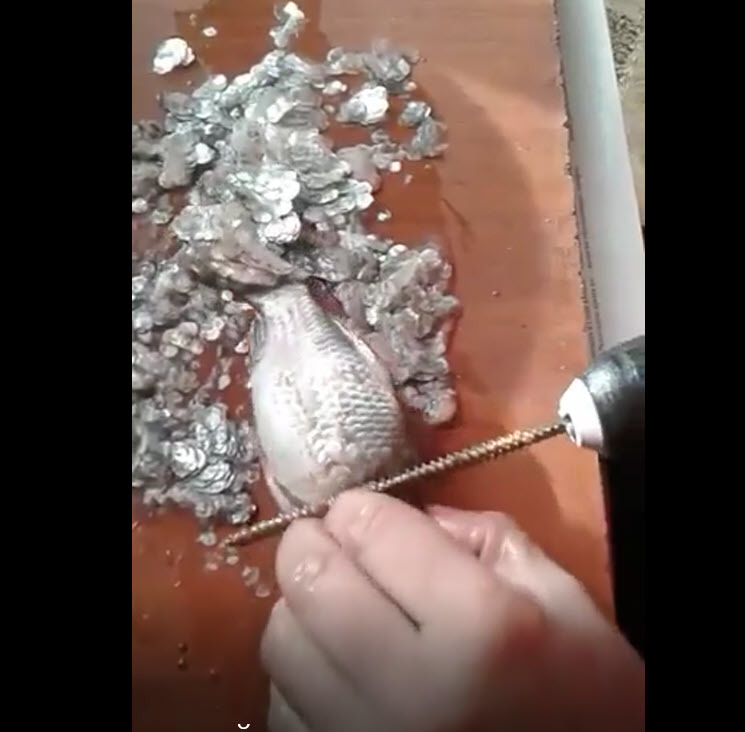 Видеофакт: Чистка карасей шуруповертом