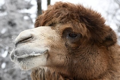 Верховный шаман России открестился от «сатанинского» жертвоприношения верблюдов