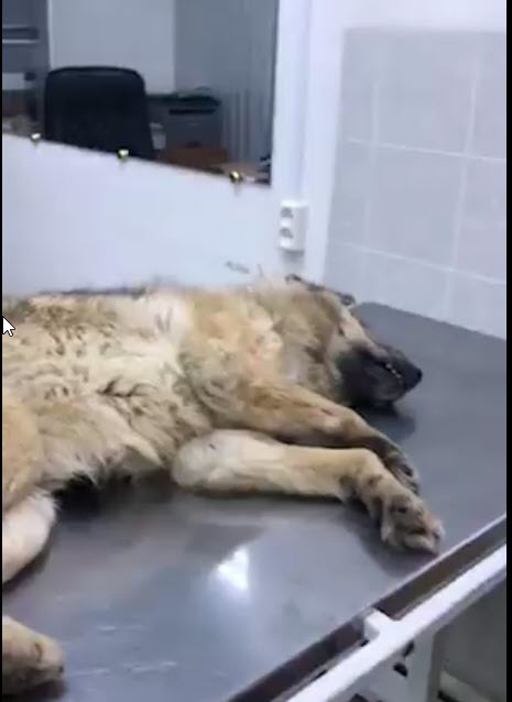 «Жилкомсервис» работал по заявке», - в Управе Промышленного округа прокомментировали ситуацию с убийством собак в Авиагруппе